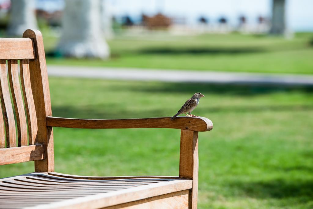 Sealine Beach, A Murwab Resort Месаид Экстерьер фото A sparrow on a bench